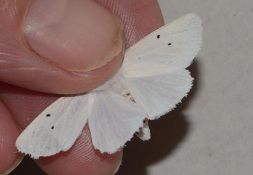 Spilosoma urticae